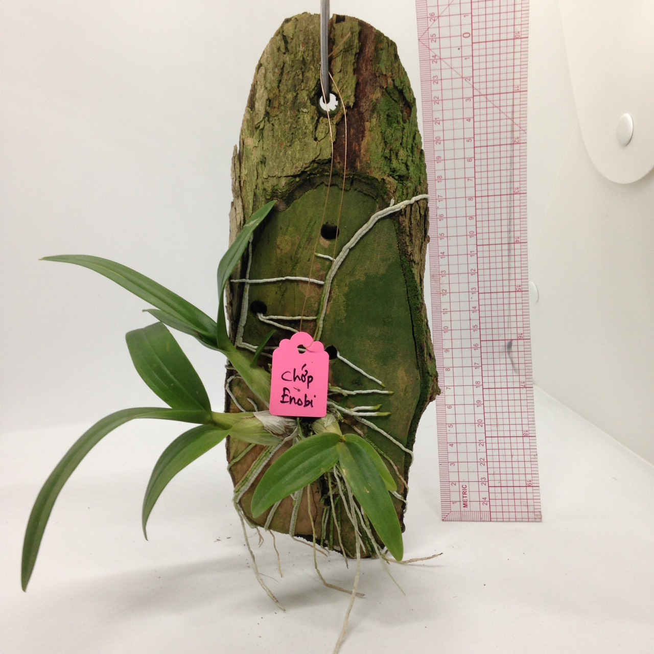 Lan Dendro chớp mini enobi Singapore đã ghép bảng sẵn - Cây giống đẹp, siêng hoa, đẻ nhánh nhiều