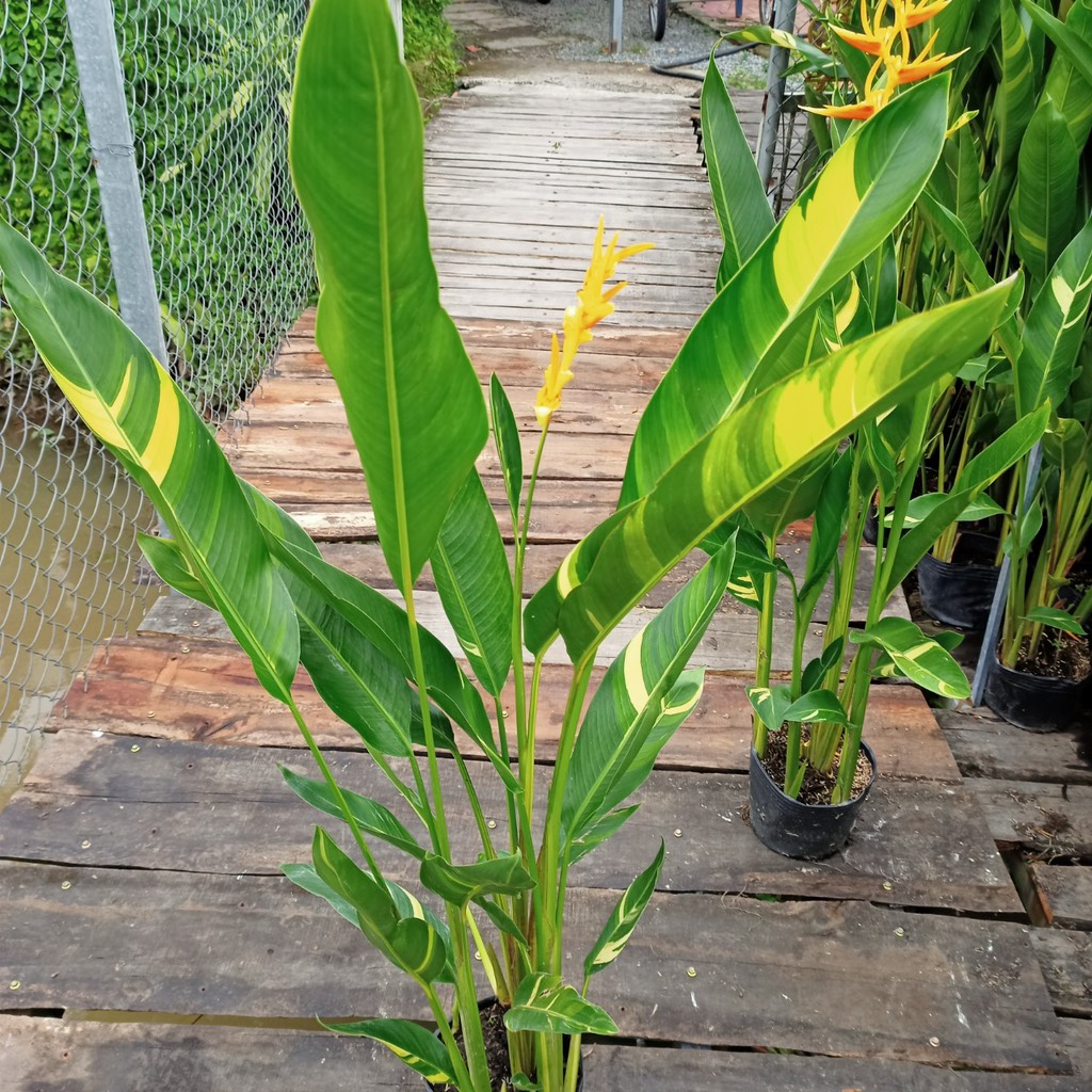 Chậu cây giống chuối mỏ két Thái cẩm thạch lá lớn hoa cam cao trên 1m