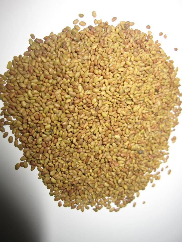 Gói 1KG hạt giống Cỏ Đậu ALFALFA