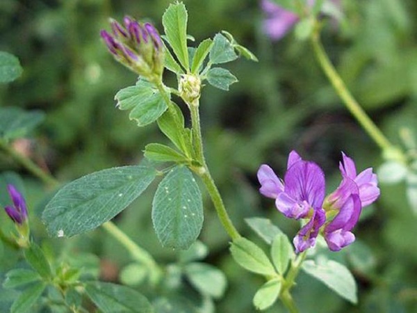 HẠT GIỐNG CỎ ALFALFA - 100gr