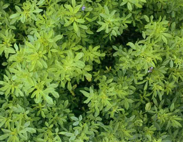 Gói 1KG hạt giống Cỏ Đậu ALFALFA