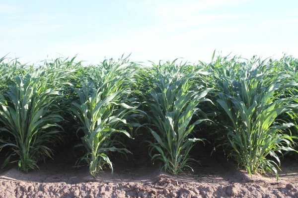 GÓI 100GR HẠT GIỐNG CỎ LAI SUDAN