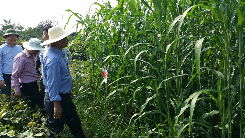 GÓI 100GR HẠT GIỐNG CỎ LAI SUDAN