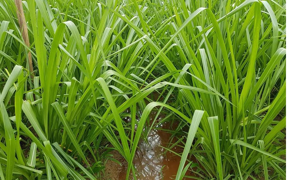 Gói 100GR hạt giống Cỏ Chịu Ngập Ubon Paspalum