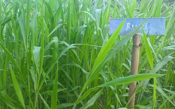 Hạt giống cỏ RUZI Cỏ sả, Chịu giẫm đạp -100gr