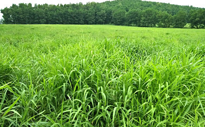 HẠT GIỐNG CỎ TRỒNG THẢM BERMUDA - 50Gr