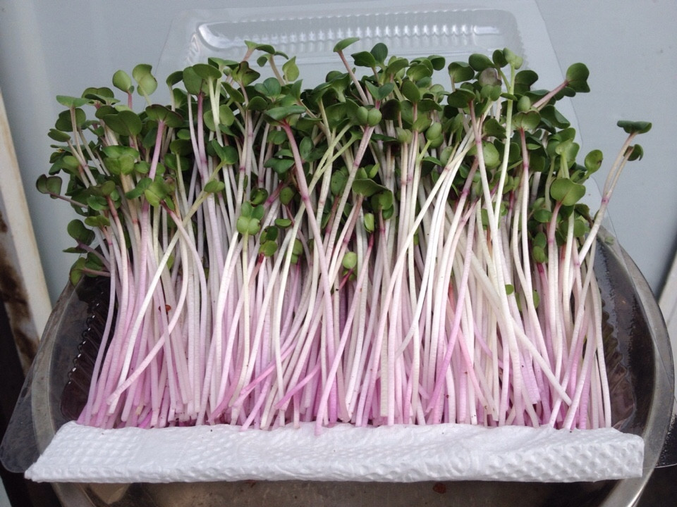 Gói 1kg Hạt Giống Rau Mầm Củ Cải đỏ _ Thế Giới Rau Mầm