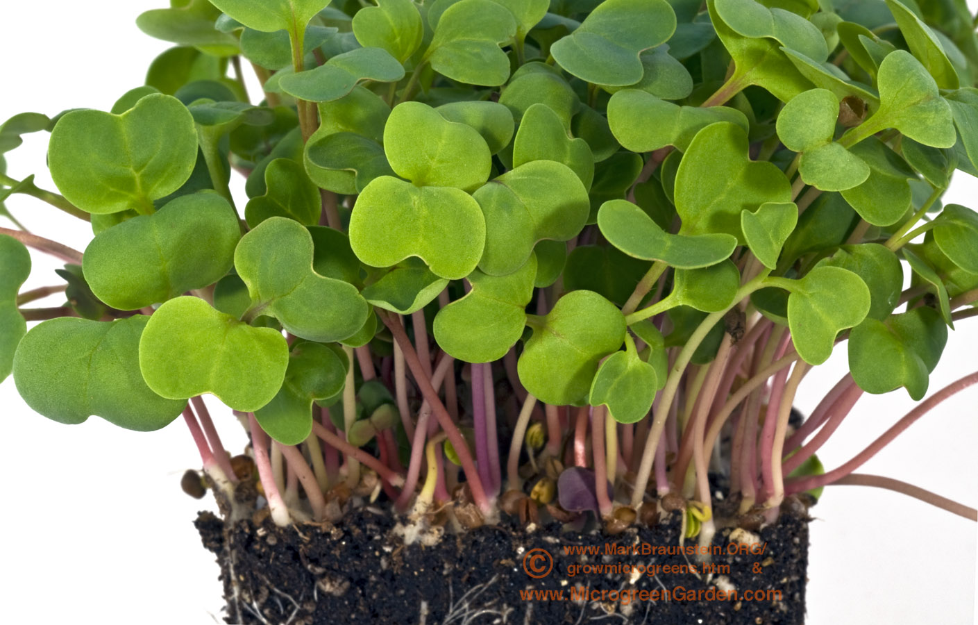 Gói 1kg Hạt Giống Rau Mầm Củ Cải đỏ _ Thế Giới Rau Mầm