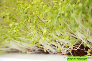 Gói 1Kg Hạt Giống Rau Mầm Củ Cải Trắng Ấn Độ_ Thế Giới Rau Mầm