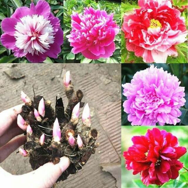 Combo 3 củ hoa mẫu đơn - màu ngẫu nhiên