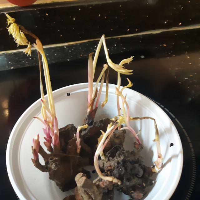 Combo 3 củ giống hoa mẫu đơn đã có 3-6 MẦM SẴN màu ngẫu nhiên