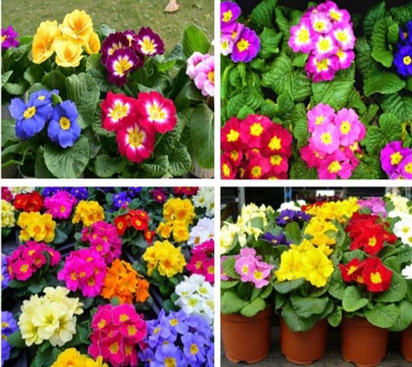 Gói 50 Hạt giống hoa cúc báo xuân nhiều màu