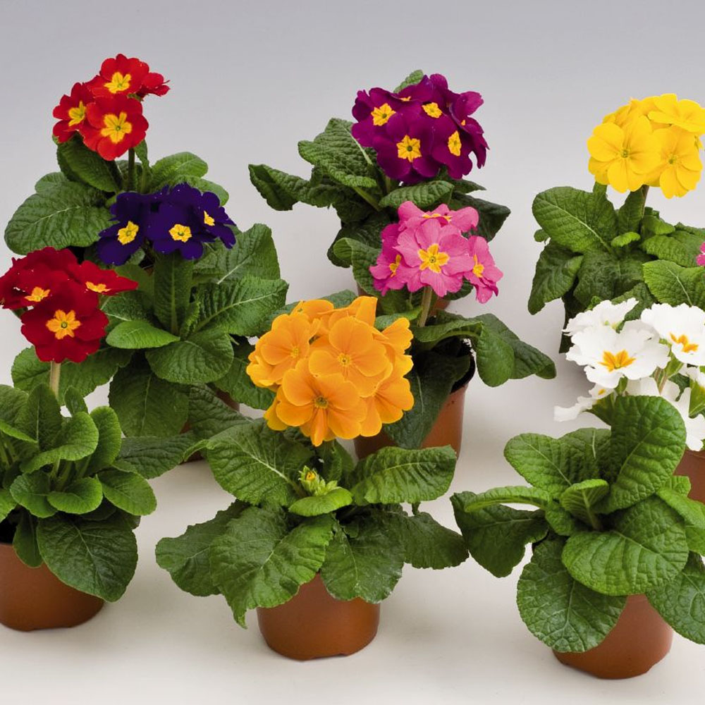 Gói 50 Hạt giống hoa cúc báo xuân nhiều màu