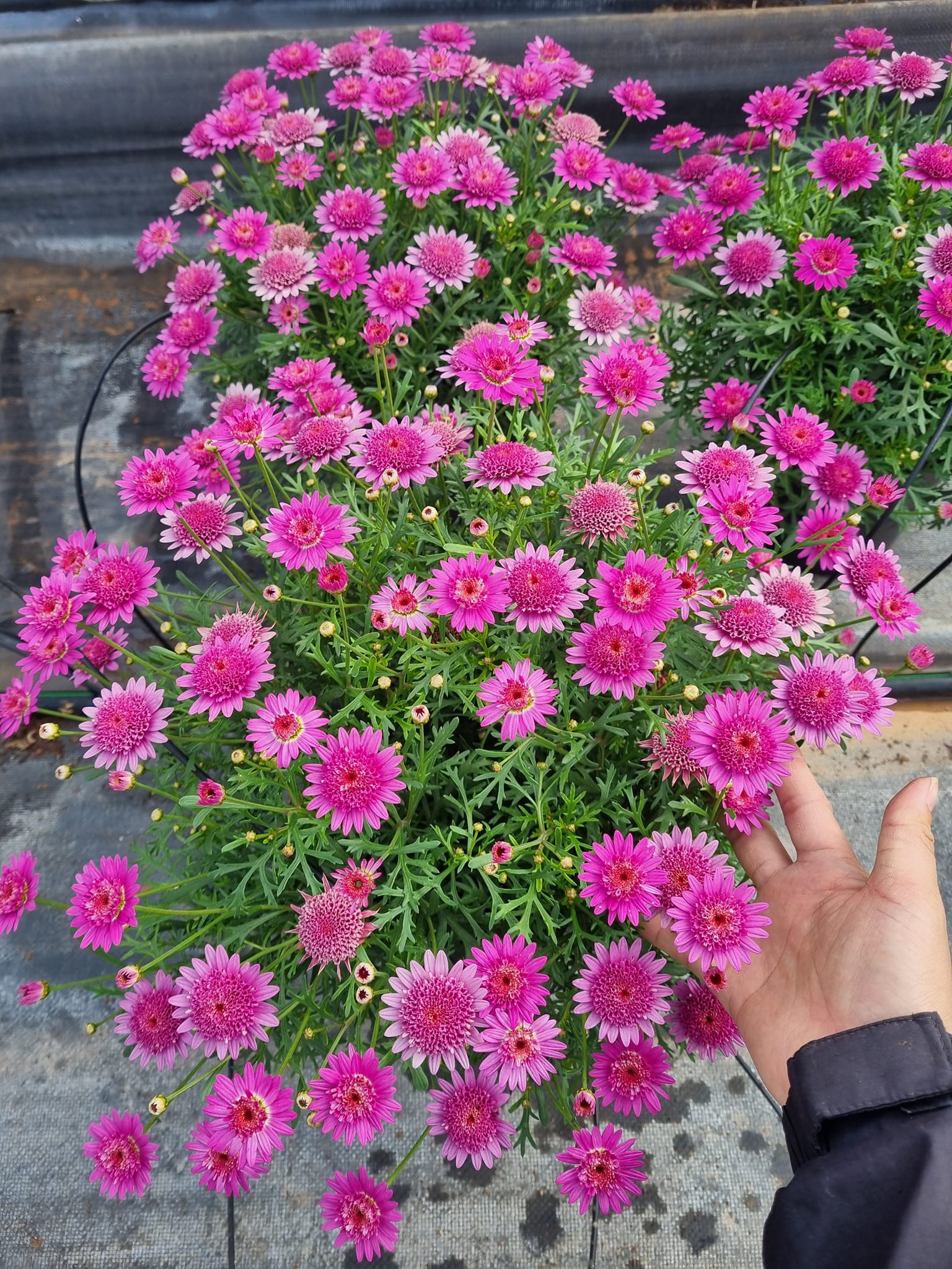 Chậu cây Cúc Hoạ Mi đang hoa- Hồng cánh Kép