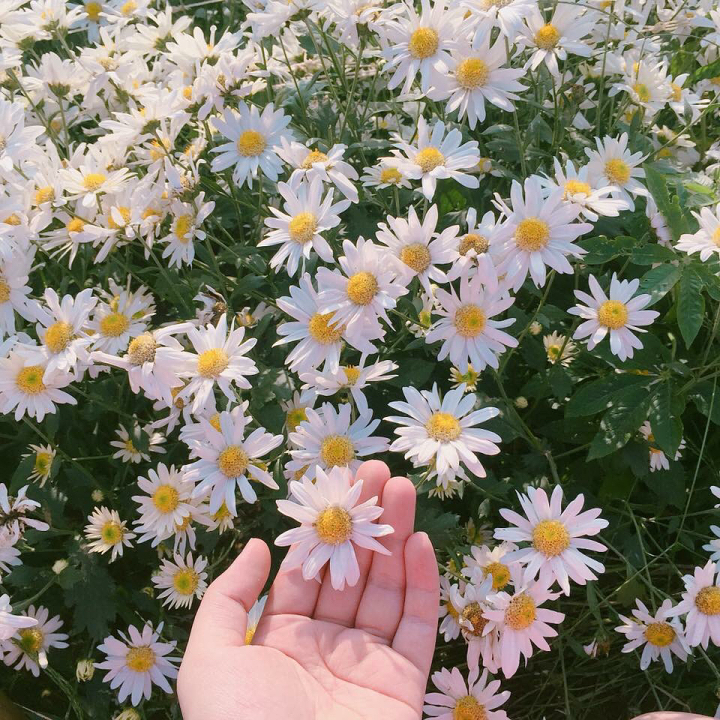 Gói 100 hạt giống hoa cúc hoạ mi trắng