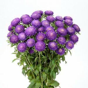 Gói 20 hạt cúc Nhật Bonita mix nhiều màu