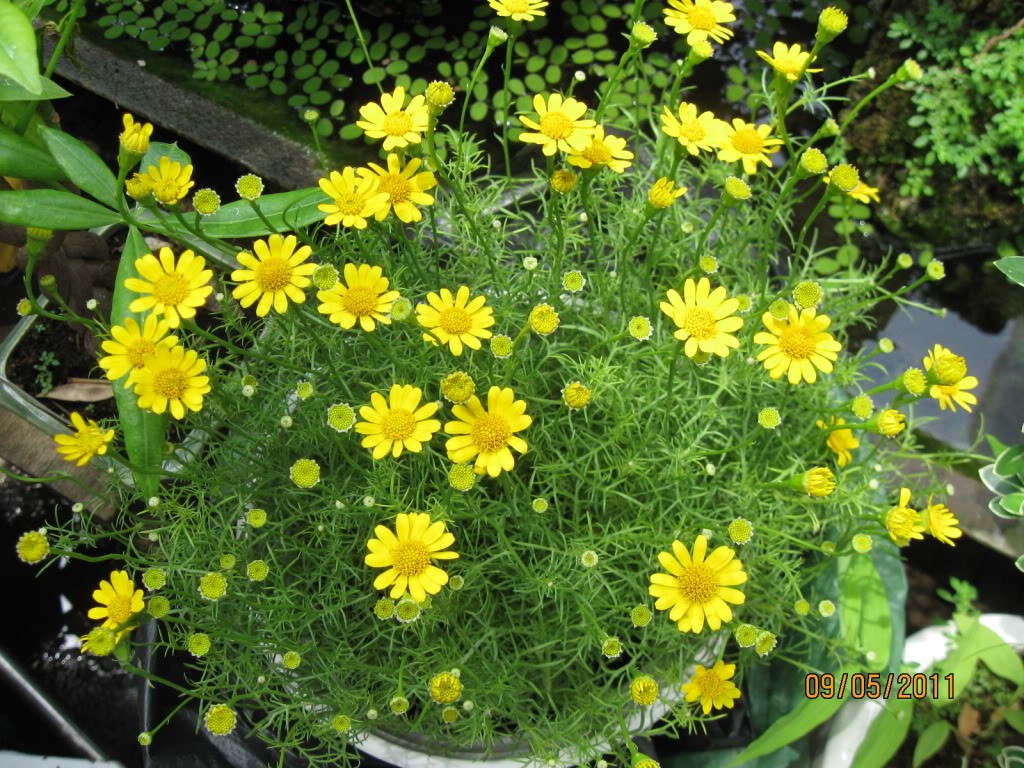 Gói 0.1g Hạt giống hoa cúc sao băng