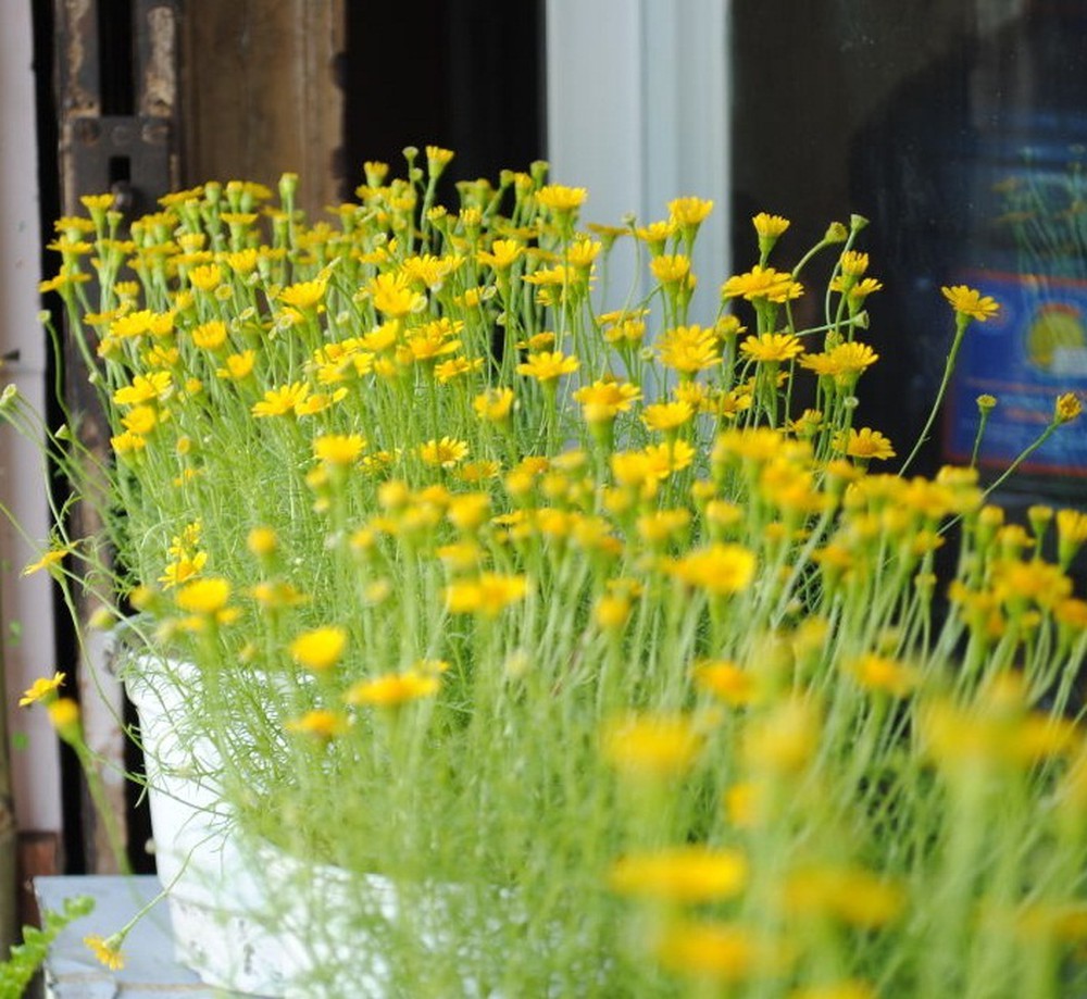 Gói 0.1g Hạt giống hoa cúc sao băng