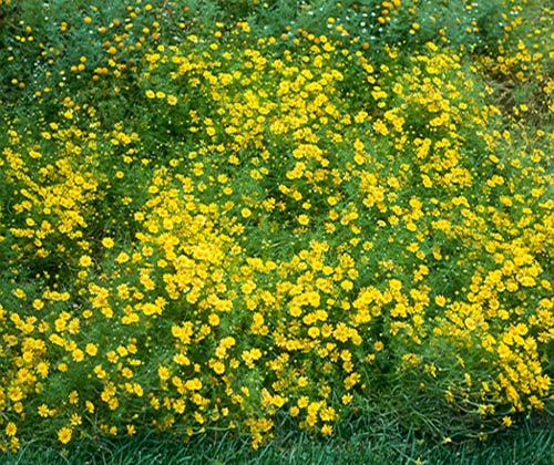 Gói 0.1g Hạt giống hoa cúc sao băng