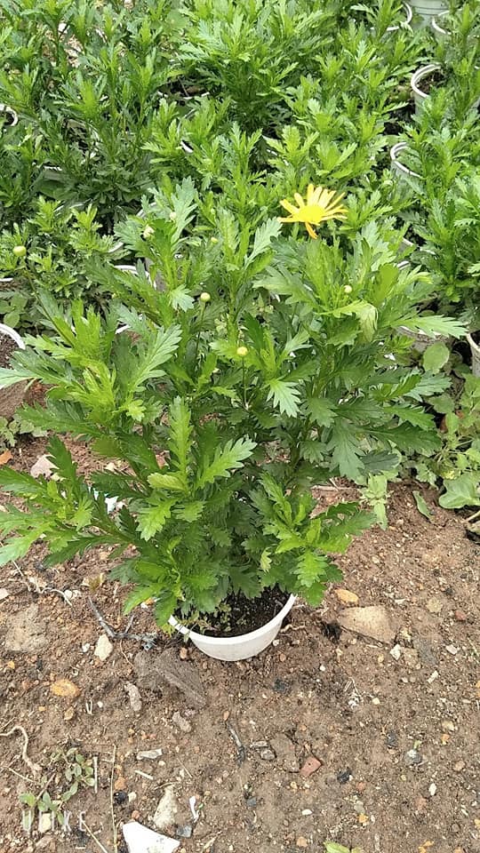 Chậu cây cúc thân gỗ loại KHÔNG HẠT, hàng hiếm, cây lâu năm dễ trồng