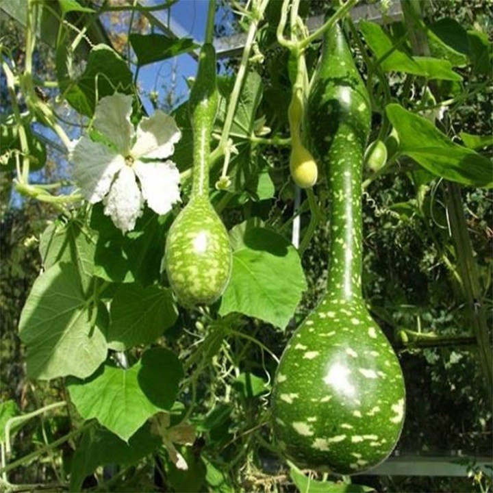 Gói 5 HẠT hạt giống Bầu Thiên Nga