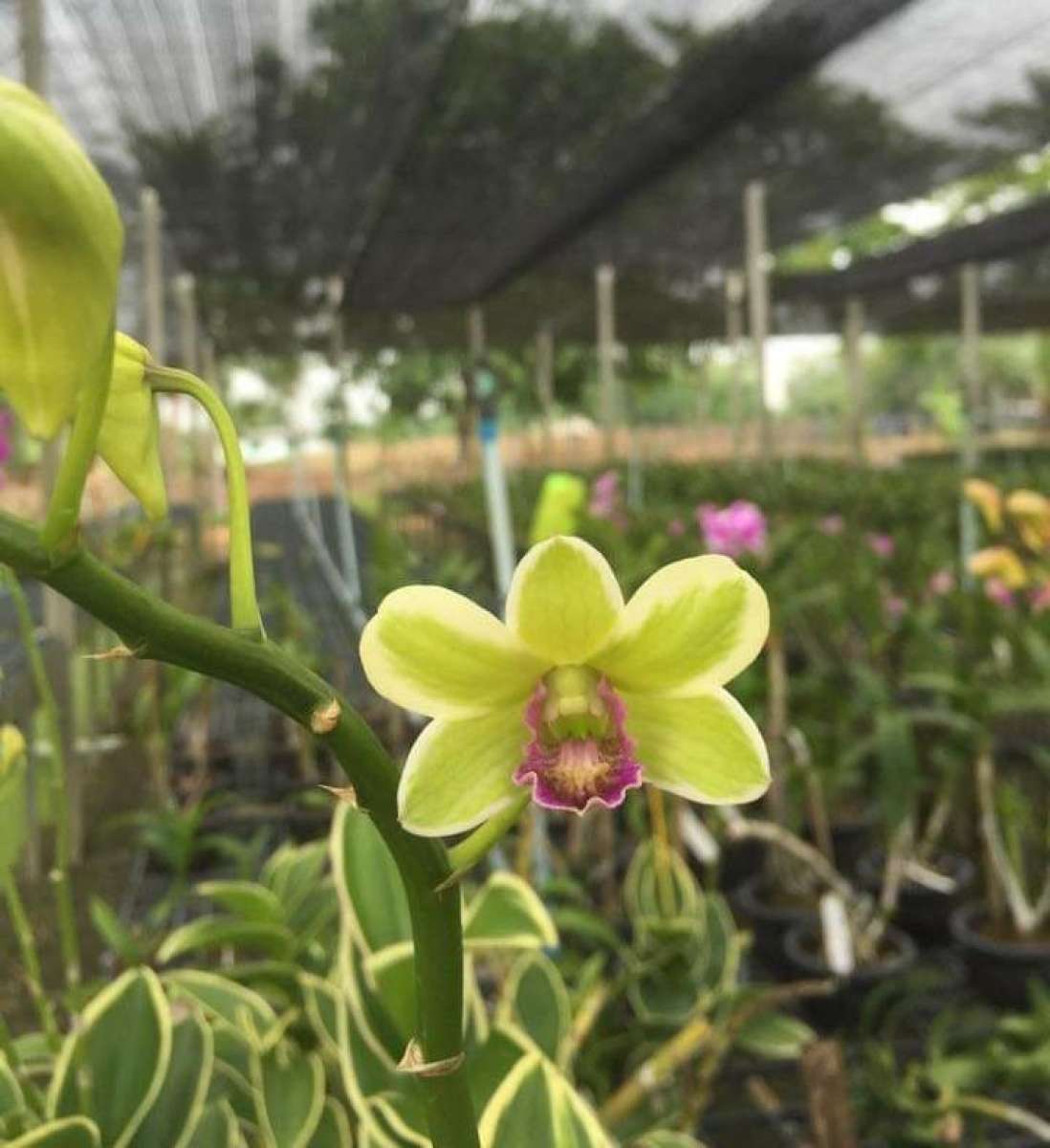 Dendro đột biến lá biên hoa chớp rất đẹp - Hàng hiếm, cây tơ sắp hoa cho khách sưu tầm