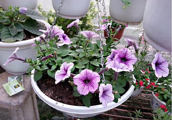 Gói 15 hạt giống hoa dạ yên thảo F1 gân mix