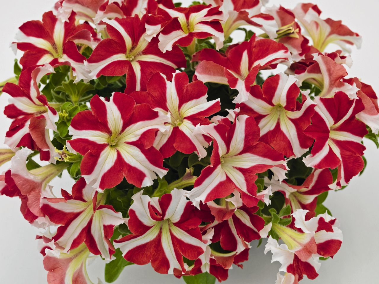 Gói 30 hạt giống hoa dạ yên thảo F1 sọc đỏ