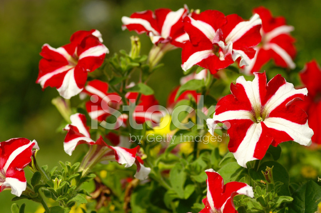 Gói 30 hạt giống hoa dạ yên thảo F1 sọc đỏ