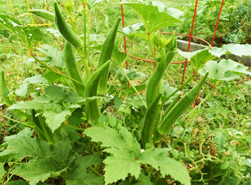 Gói 20g hạt giống đậu bắp cao sản