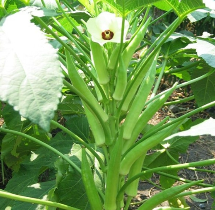 Gói 10GR hạt giống Đậu Bắp Cao Sản SV No 1 (Trái xanh, tay lá tím)