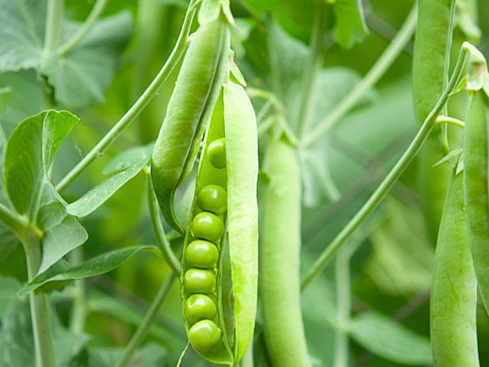 Gói 20g hạt giống đậu Hà Lan