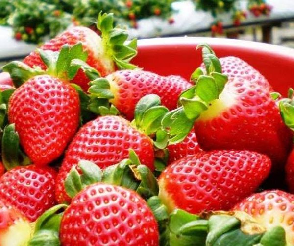 Chậu cây dâu tây giống New Zealand chịu nhiệt tốt - cây to đang cho hoa và trái