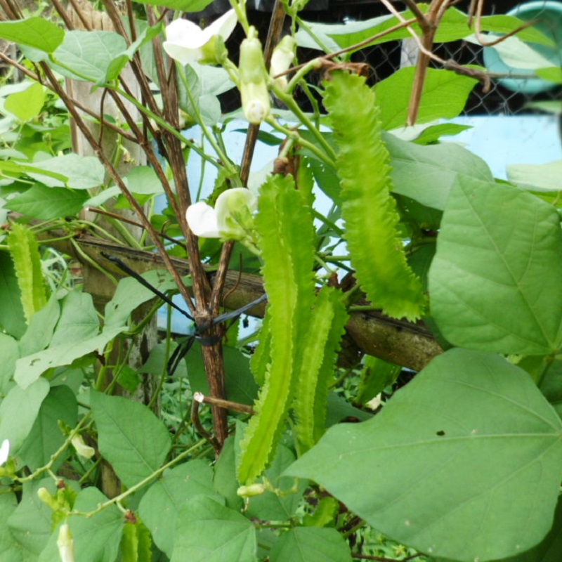 Gói 5g hạt giống đậu rồng cao sản