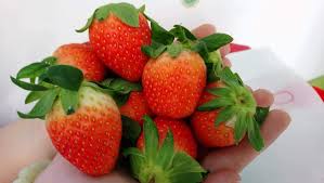 Chậu cây giống dâu Hàn Santa trồng ổn định đang sắp cho hoa hoặc đẻ ngó - Giống trái to, đỏ và ngọt