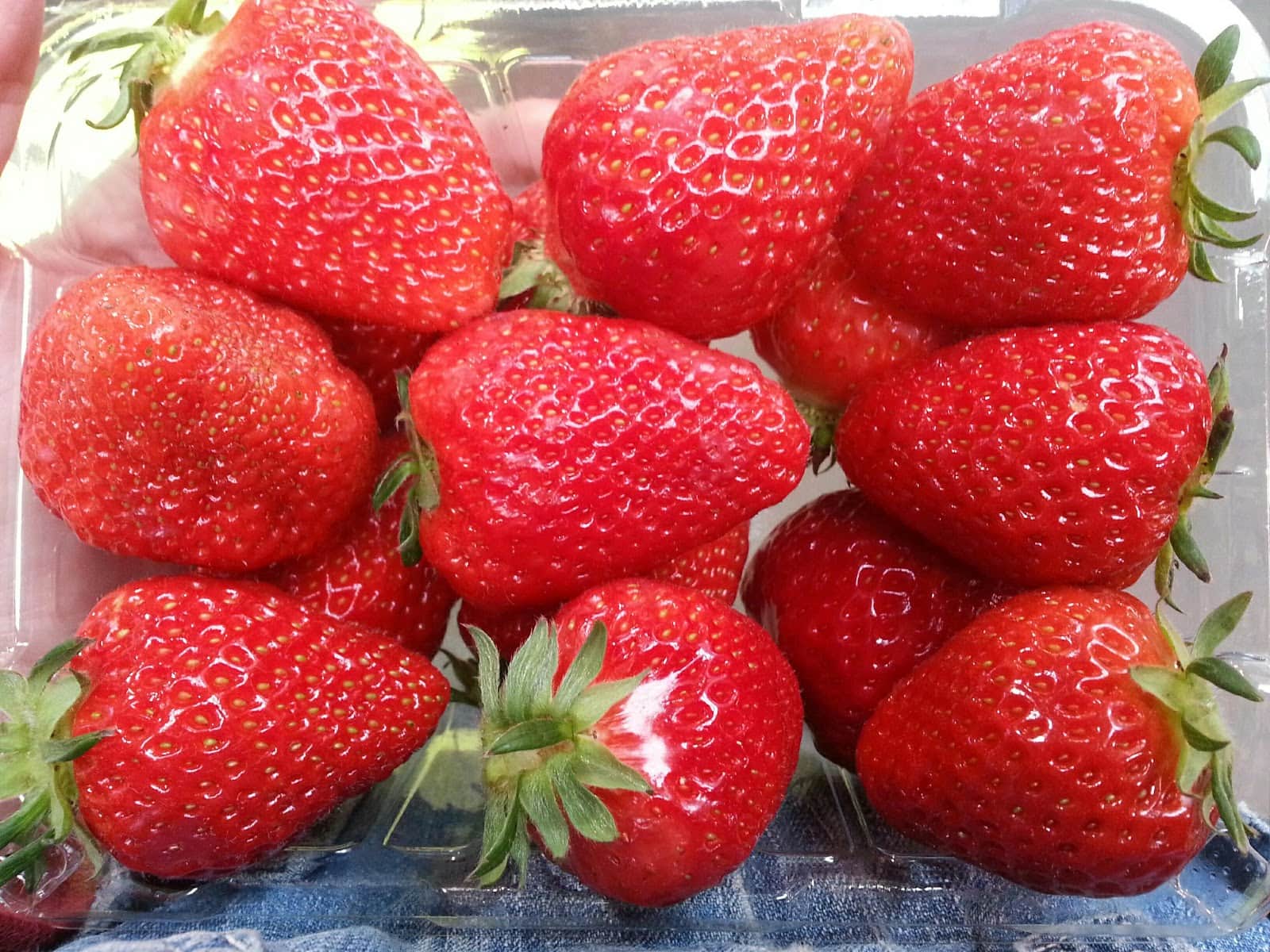 Chậu cây giống dâu Hàn Santa trồng ổn định đang sắp cho hoa hoặc đẻ ngó - Giống trái to, đỏ và ngọt