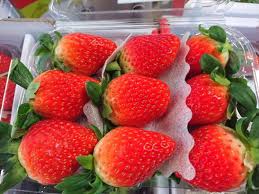 Chậu cây giống dâu Hàn Santa trồng ổn định đang sắp cho hoa hoặc đẻ ngó - Giống trái to, đỏ và ngọt