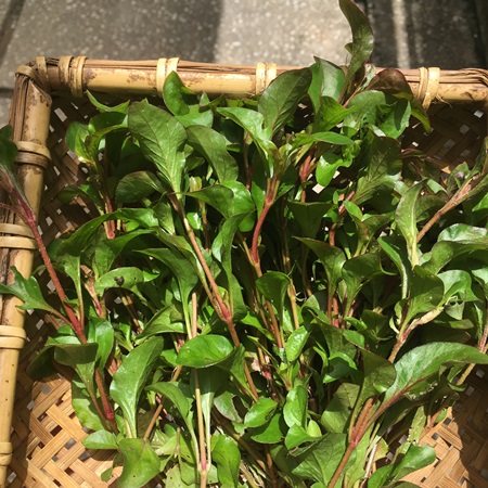 Chậu cây giống rau dền Nhật - cải Xoong Nhât- giống rau bổ dưỡng cực dễ trồng