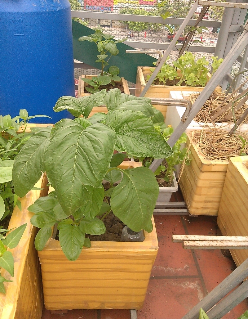 Gói 20g hạt giống rau dền Xanh - Nanuseeds