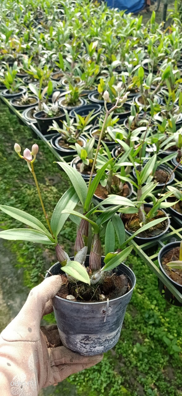 Dendro Mini Thái nhiều màu, siêng hoa