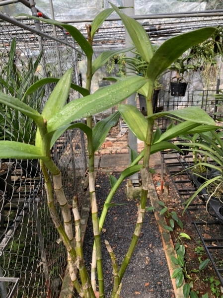 Dendro nắng 4N Dòng Dendro xưa cổ hoa bền lâu - Chậu to sắp hoa