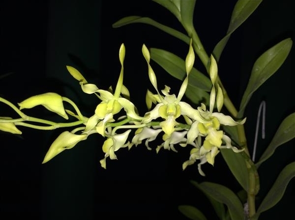 Dendro Nắng Rồng Xanh - Cây tơ sắp hoa