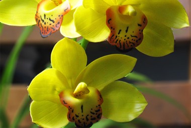 Địa Lan SaTo - 5 ngồng hoa