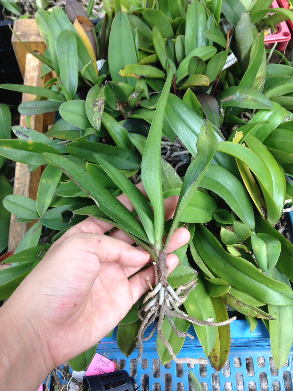 Lan Rừng - Tiểu Hồ Điệp Mini - Cây giống khoẻ, dễ trồng