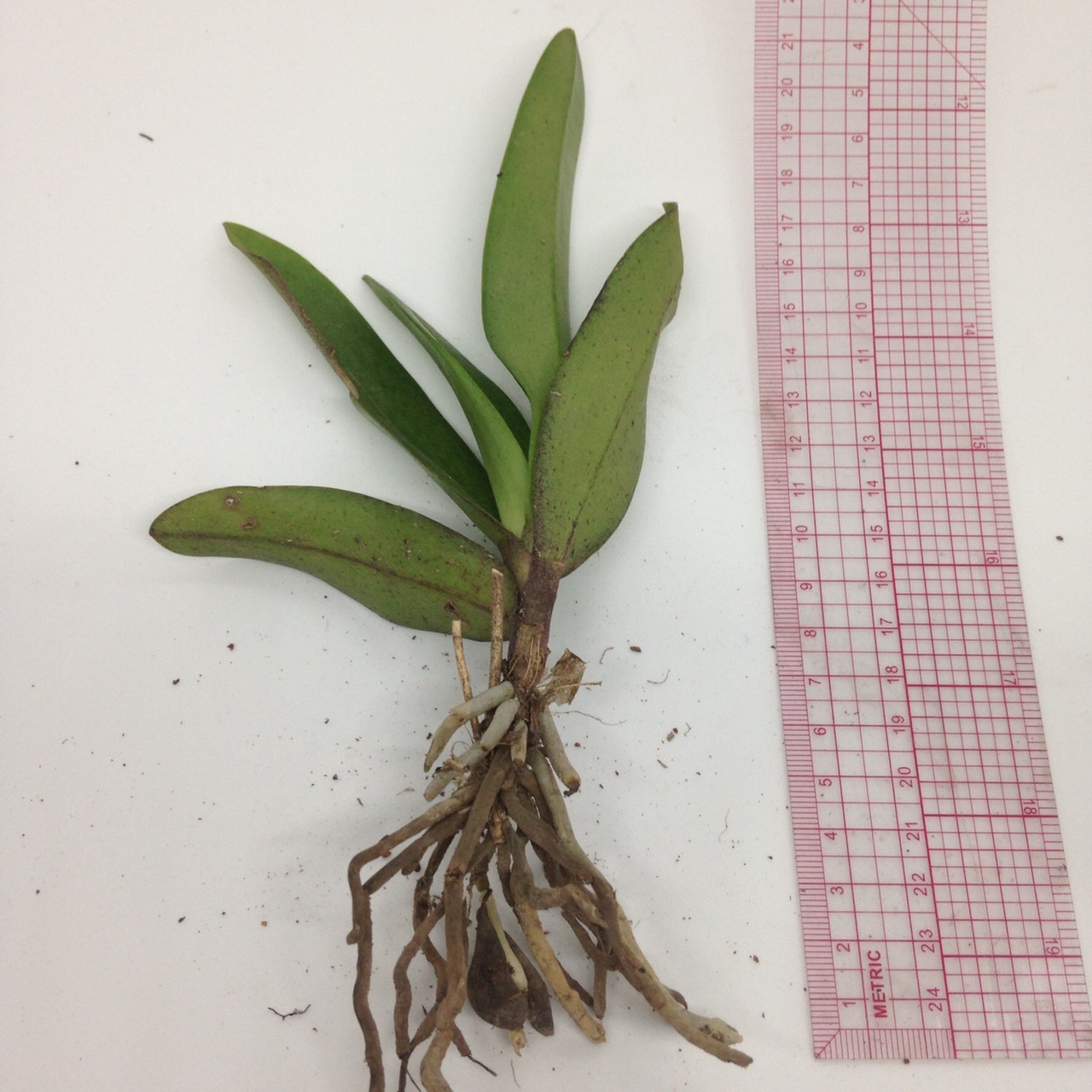 Combo 50 Lan Rừng - Tiểu Hồ Điệp Mini - Cây giống khoẻ, dễ trồng