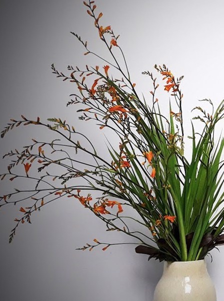 Combo 10 củ giống hoa dơn lúa (Lay ơn lúa) - Giống hoa lay ơn rừng trồng khoảng 5 tháng cho hoa.