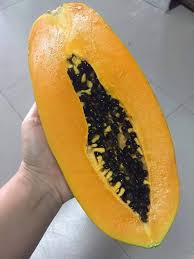 Gói 5 Hạt giống đu đủ lùn Đài Loan F1 Ruột Vàng