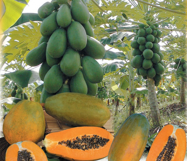 Gói 5 Hạt giống đu đủ lùn Đài Loan F1 Ruột Vàng