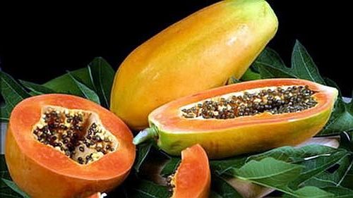 Gói 100 hạt giống đu đủ lùn F1 Thái Lan ruột đỏ