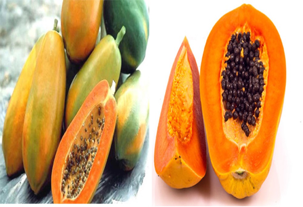 Gói 100 hạt giống đu đủ lùn F1 Thái Lan ruột đỏ